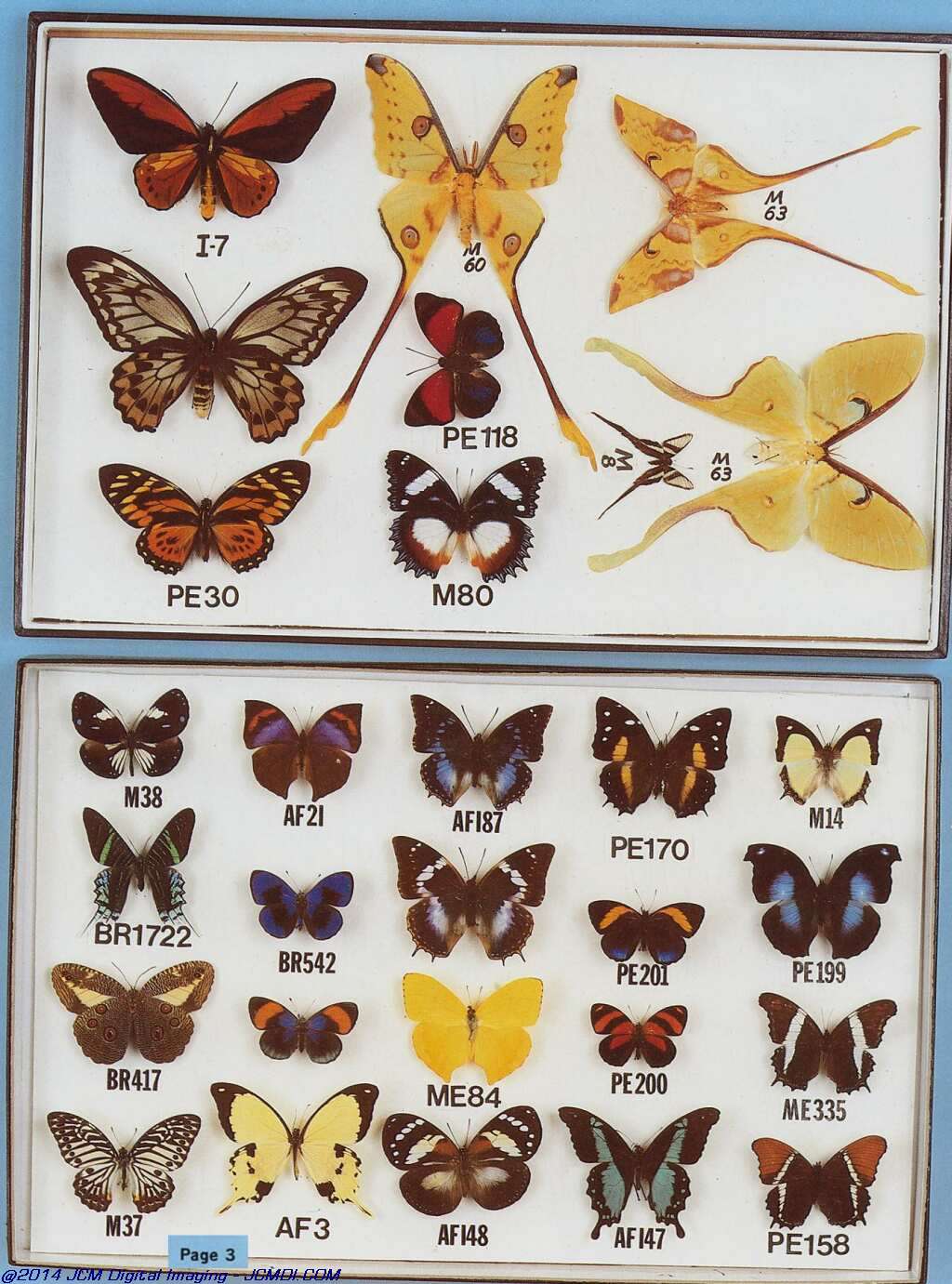 The Butterfly Company (NY) 6 Page catalog (1982)